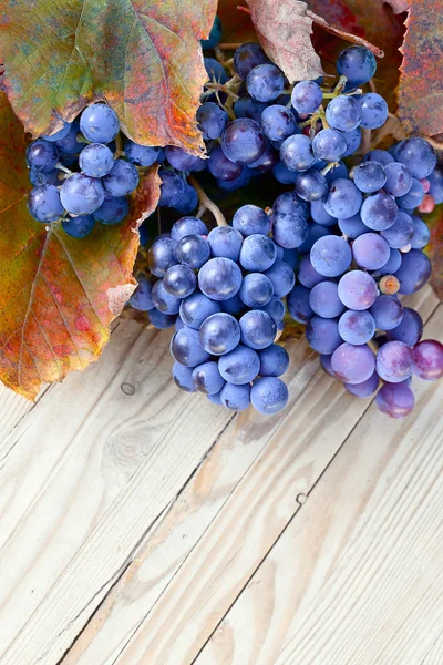 Blue grape — Stock Photo, Image