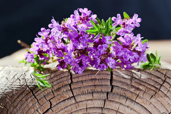 Csomó-ból egy virágzó kakukkfű — Stock Fotó