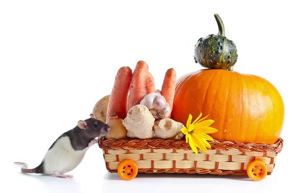 Rat and vegetables — Stock Photo, Image