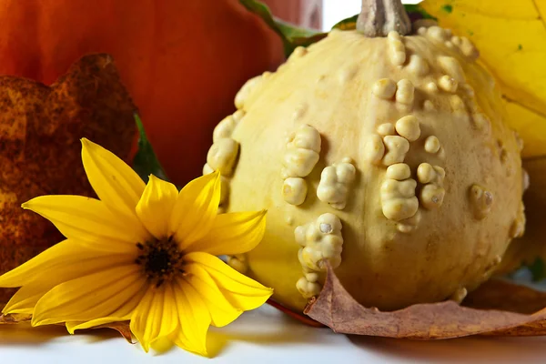 Pumpkins and yellow leaves — Stock Photo, Image