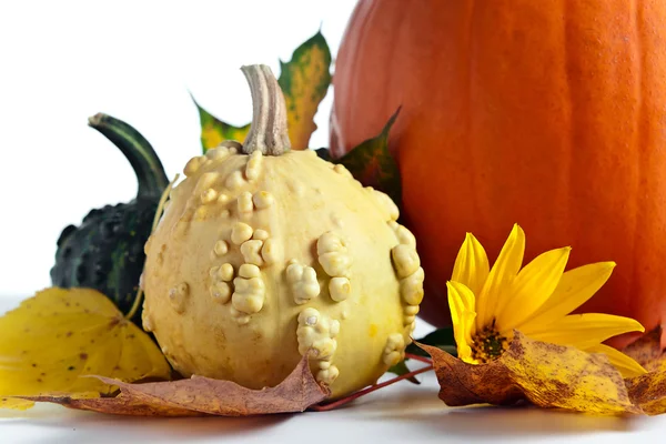 Pumpkins — Stock Photo, Image