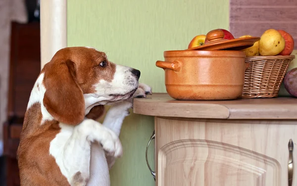 Beagle in keuken — Stockfoto