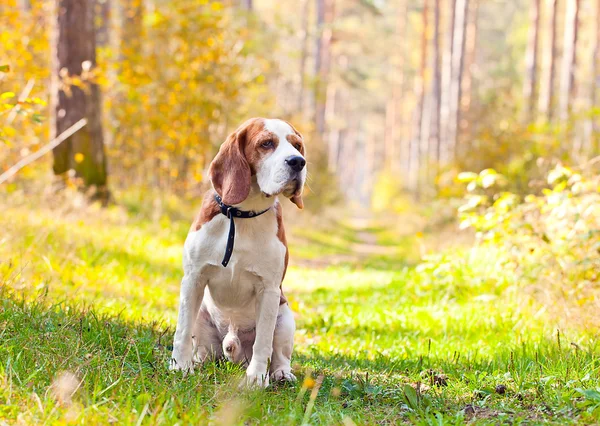 Beagle i skogen — Stockfoto