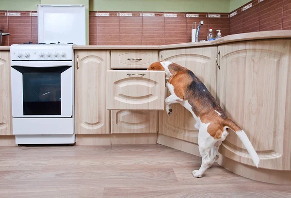 Dog in kitchen — Stockfoto