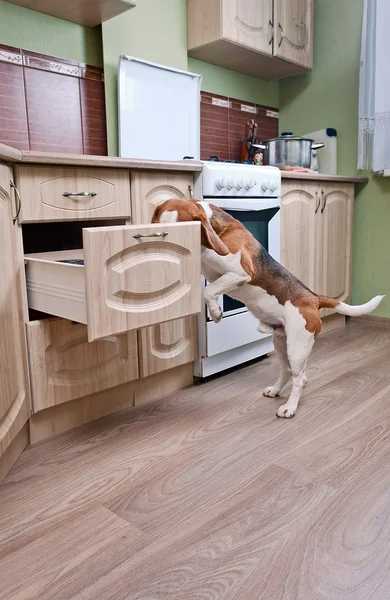 Hund i köket — Stockfoto