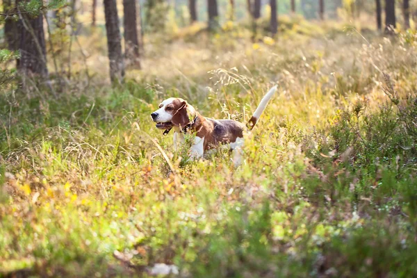 Beagle i skogen — Stockfoto