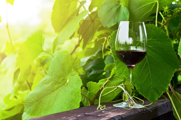 Red wine — Stock Photo, Image