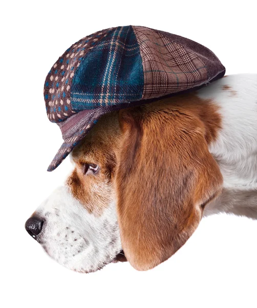 Beagle in hat — Stock Photo, Image