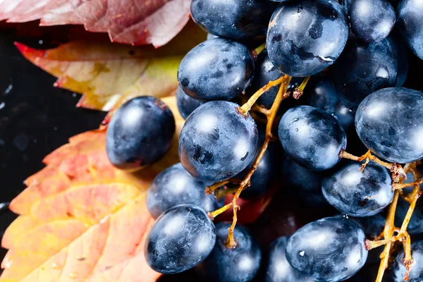 Blue grape — Stock Photo, Image