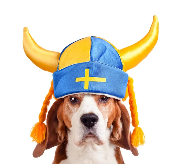 Beagle mit schwedischem Hut, isoliert auf weiß — Stockfoto