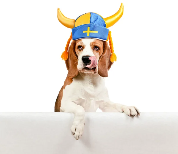 Beagle i svenska hatt på vit bakgrund — Stockfoto