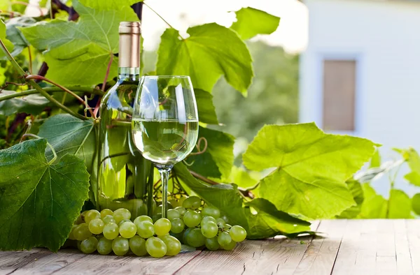 Grüne Trauben und Weißwein im Weinberg — Stockfoto