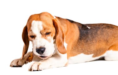  belgili tanımlık köpek beyaz izole bir kemik kemiren 