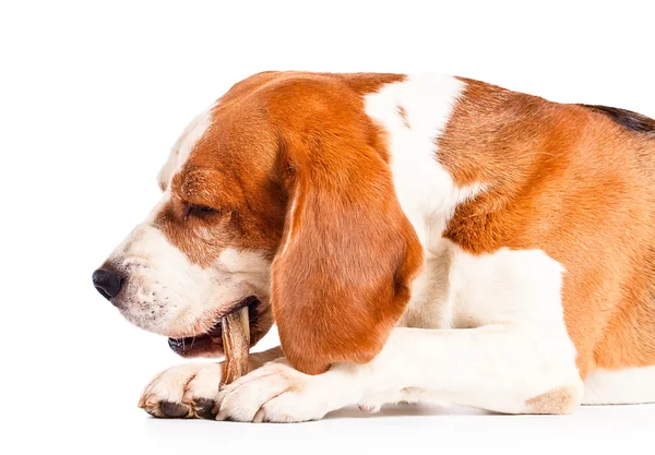 The dog gnaws a bone  , isolated on white — Stock Photo, Image