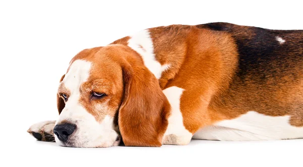 Beagle  isolated on white — Stock Photo, Image