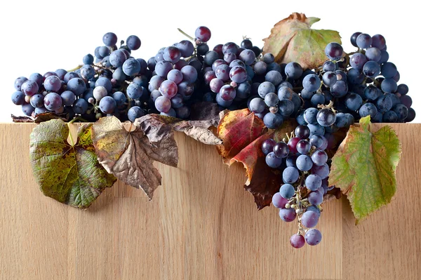 Crop of grapes for wine manufacture Stock Image