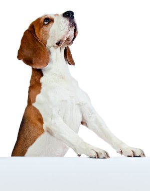  Beagle beyaz zemin üzerine