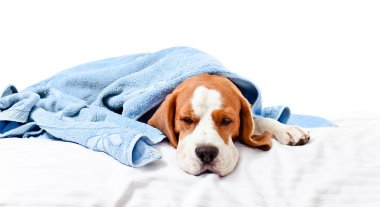 Beyaz arka plan üzerinde hasta köpek