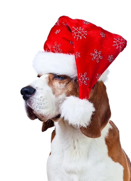 Beagle in Kerstman hoed geïsoleerd op wit — Stockfoto