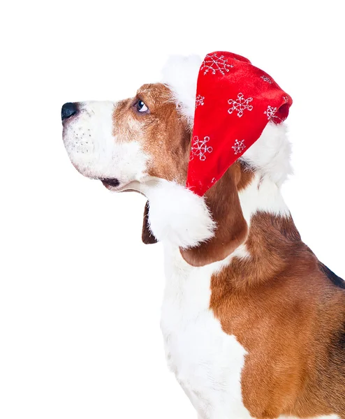 Beagle mit Weihnachtsmütze isoliert auf weiß — Stockfoto