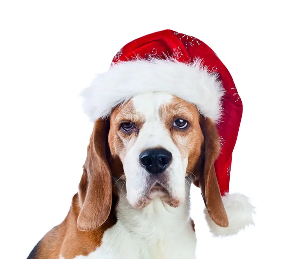 Beagle in Santa hat isolated on white — Stock Photo, Image