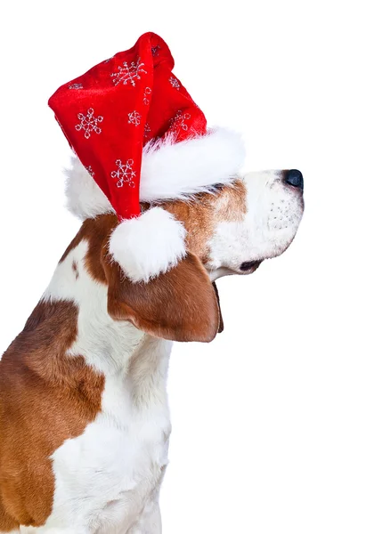 Beagle in Santa hat isolated on white — Stock Photo, Image