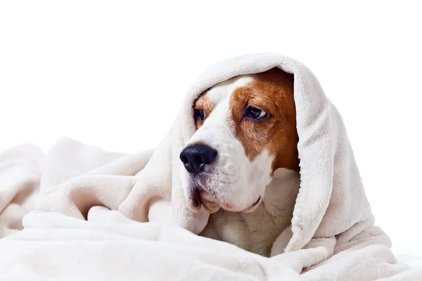 Dog under a blanket on white — Stock Photo, Image