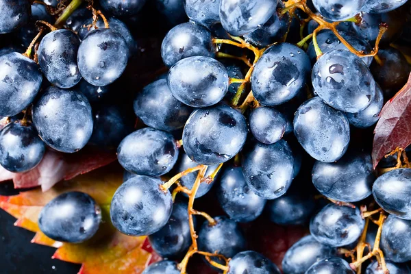 Blue grape — Stock Photo, Image