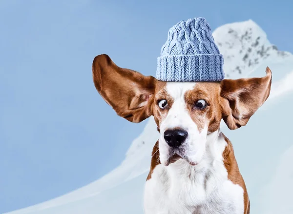 Beagle in blue cap — Stock Photo, Image