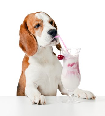köpek içki kokteyl, beyaz izole