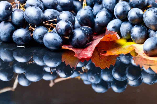 Blue grape — Stock Photo, Image