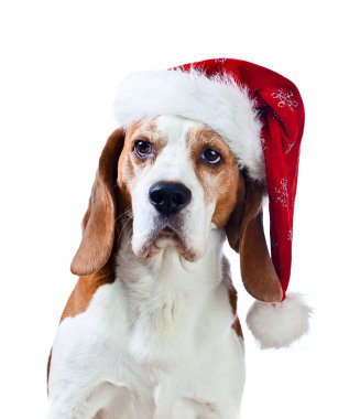  Noel Baba şapkası beyaz izole Beagle