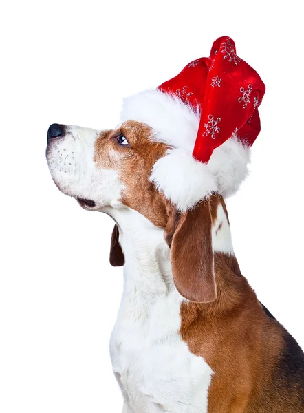 Beagle in Kerstman hoed geïsoleerd op wit — Stockfoto