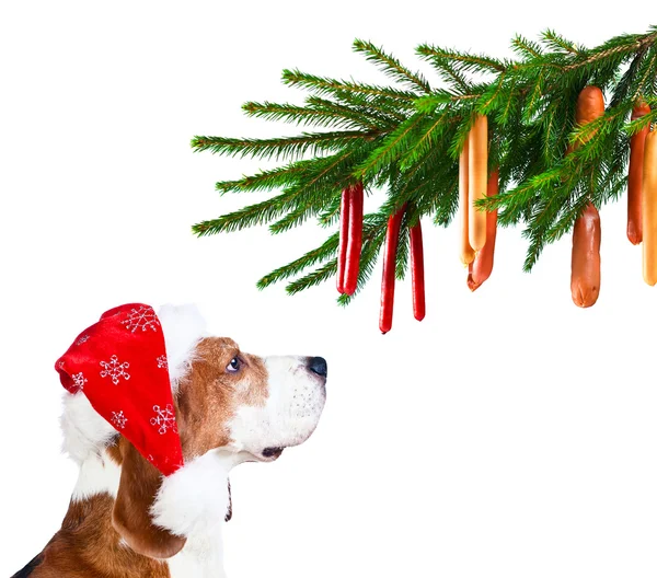 Noel Baba şapkası beyaz izole Beagle — Stok fotoğraf