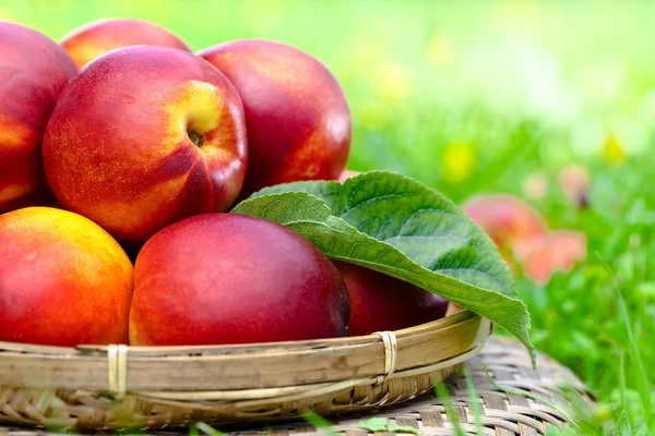 Rijp nectarines — Stockfoto