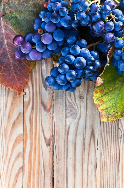 Blauwe druif — Stockfoto