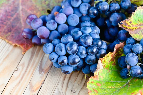 Blue grape — Stock Photo, Image