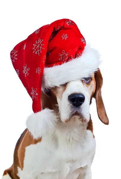 Beagle mit Weihnachtsmütze isoliert auf weiß — Stockfoto