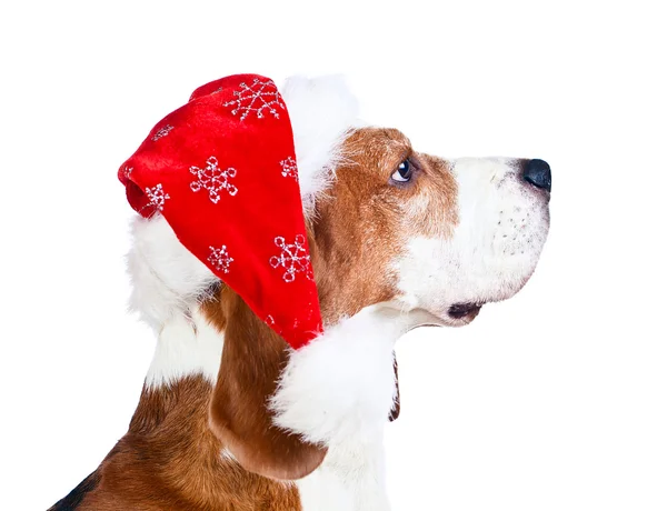 Bígl v Santa hat izolované na bílém — Stock fotografie