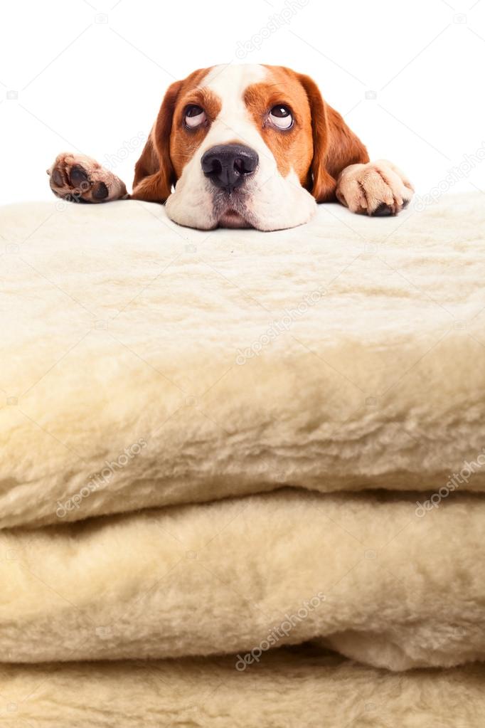 beagle on woolen blanket 