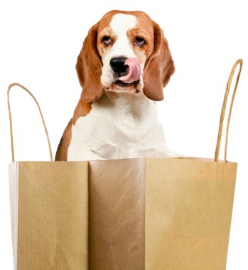 yalama dudakları köpek 