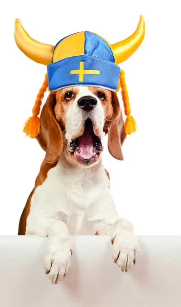在瑞典的帽子里，白色衬底上孤立的小猎犬 — 图库照片