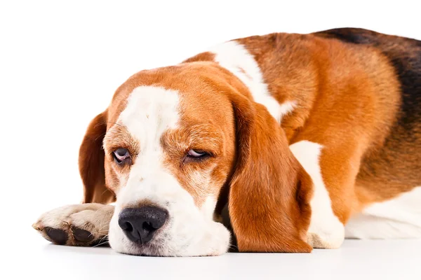 Beagle isolato su bianco — Foto Stock