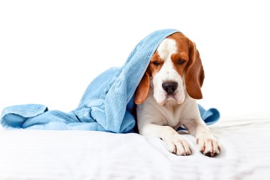 Beyaz arka planda çok fazla hasta köpek