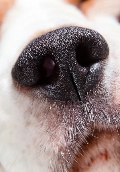 La nariz de un perro — Foto de Stock