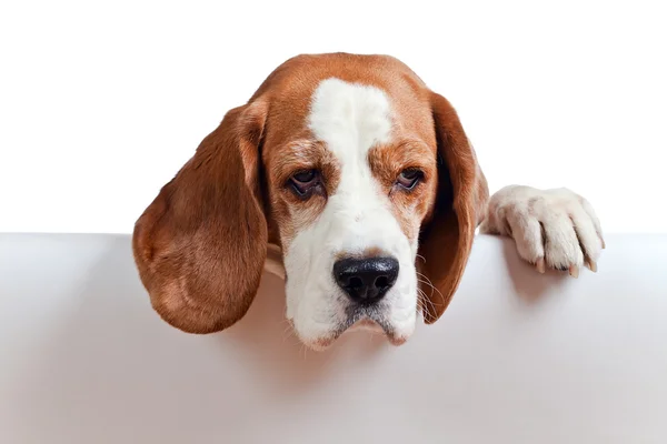 Beagle på vit bakgrund — Stockfoto