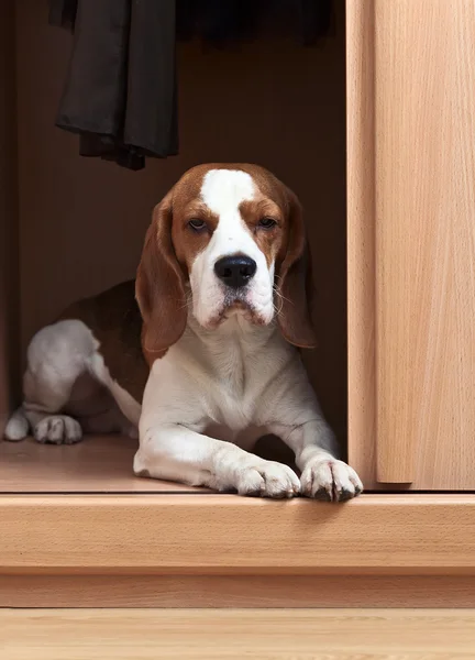 Cão desaparecido — Fotografia de Stock