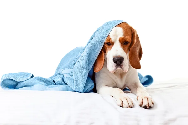 Muito cão doente no fundo branco — Fotografia de Stock