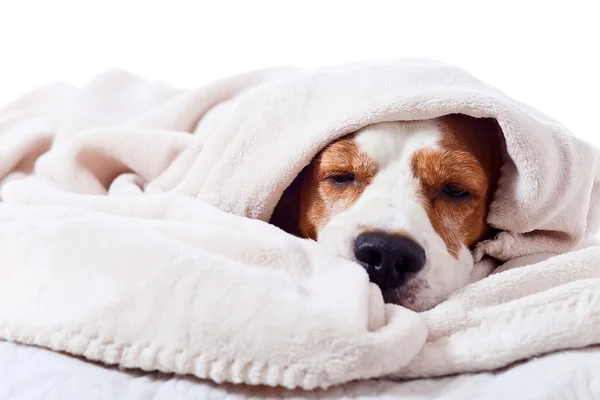 Dog under a blanket on white — Stock Photo, Image