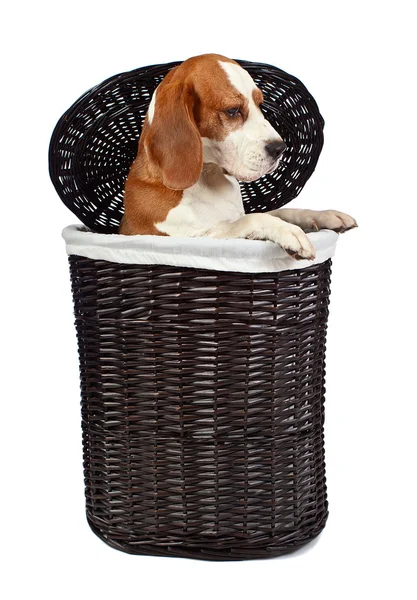 Beagle en cesta — Foto de Stock